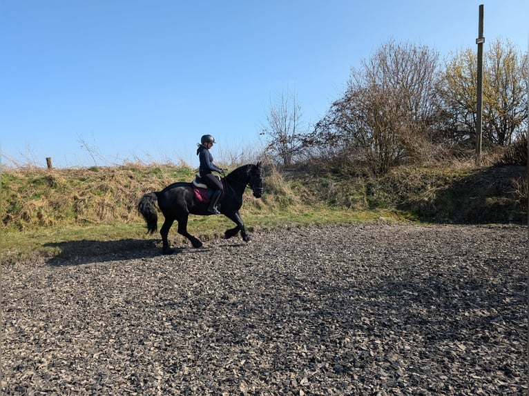 Friesian horses Mare 10 years 15.1 hh Black in Varrel