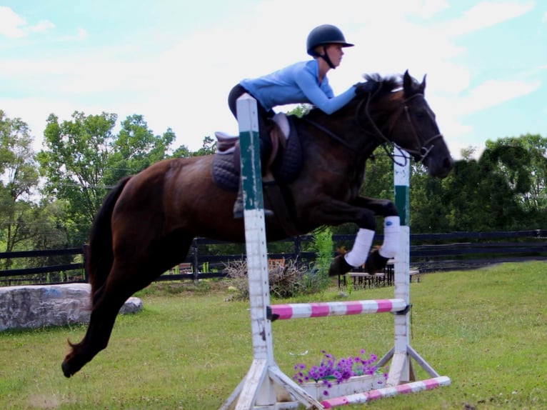 Friesian horses Mare 10 years 15,1 hh Black in Highland MI