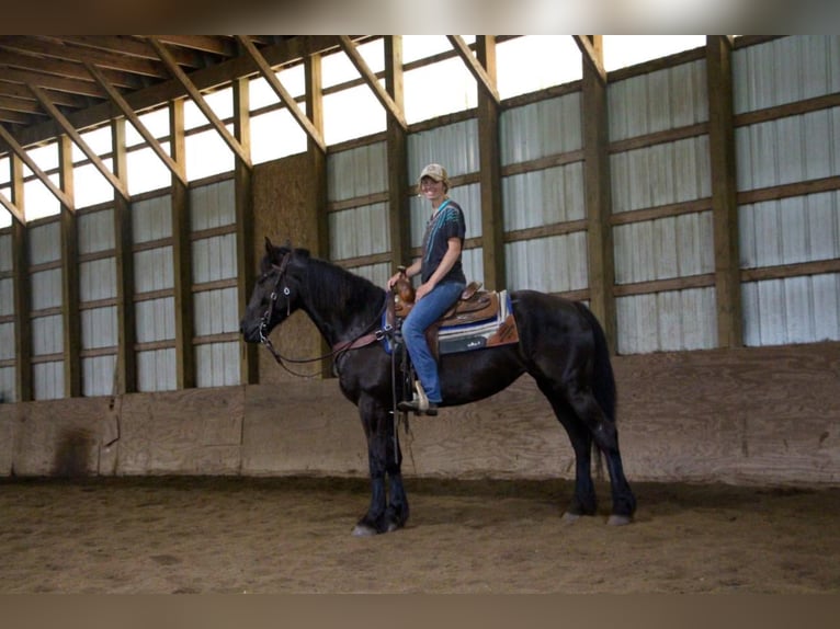 Friesian horses Mare 10 years 15,1 hh Black in Highland MI