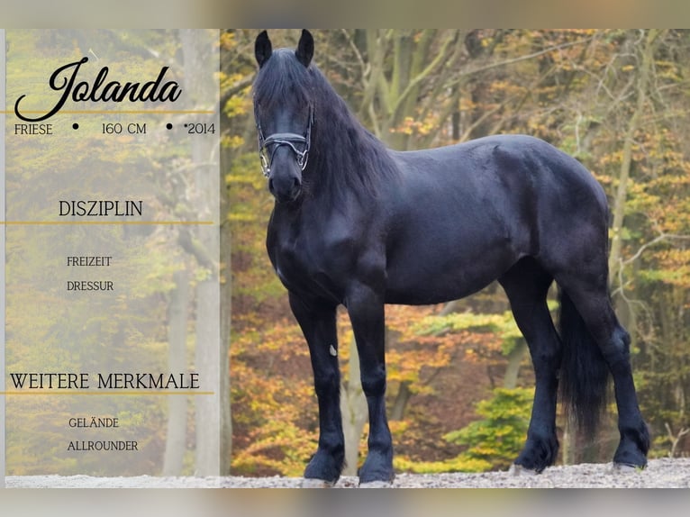 Friesian horses Mare 10 years 15,2 hh Black in Nettersheim