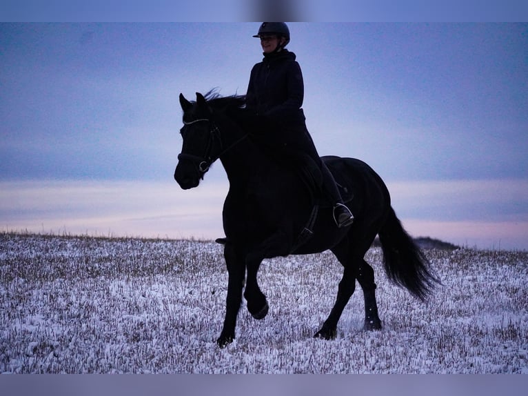 Friesian horses Mare 10 years 15,2 hh Black in Nettersheim