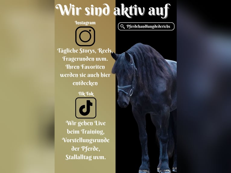 Friesian horses Mare 10 years 15,2 hh Black in Nettersheim