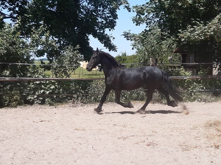 Friesian horses Mare 10 years 15.2 hh Black in Tzummarum