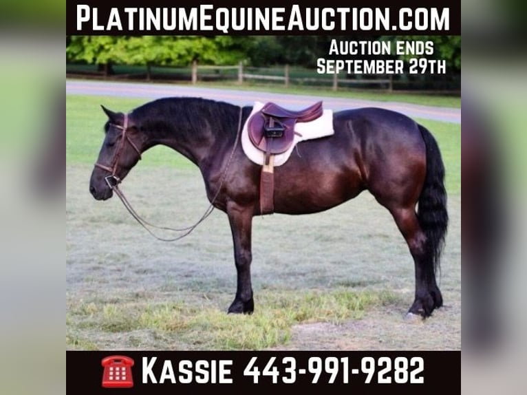 Friesian horses Mare 10 years 15,2 hh Black in Marshall MO