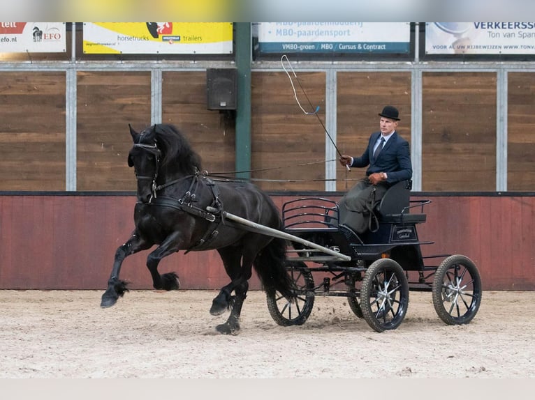 Friesian horses Mare 10 years 15,3 hh Black in South Holland