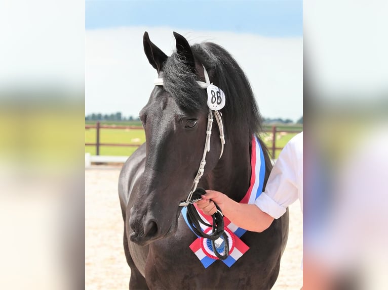 Friesian horses Mare 10 years 15,3 hh Black in South Holland