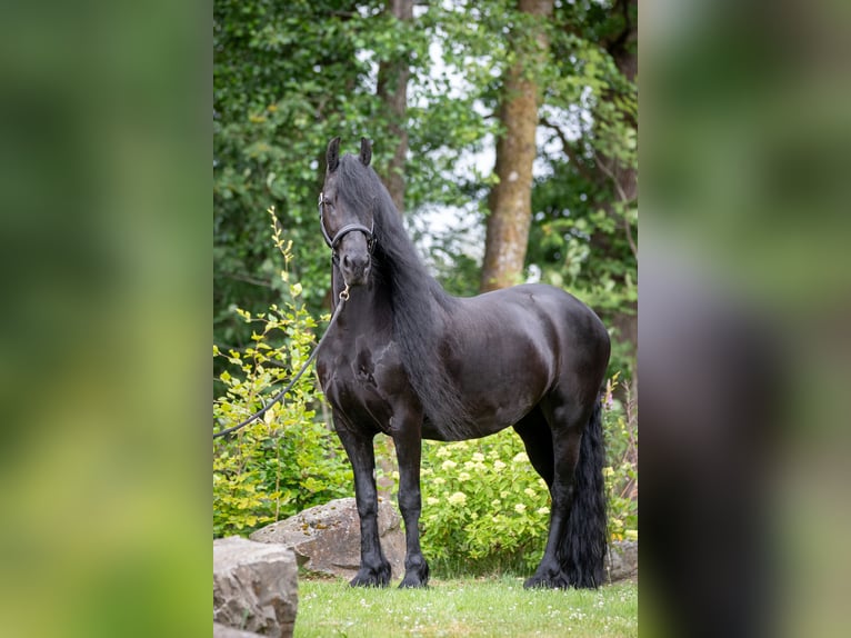 Friesian horses Mare 10 years 15.3 hh Black in MeinerzhagenMeinerzhagen
