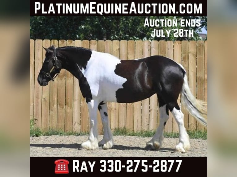 Friesian horses Mare 10 years 15 hh Tobiano-all-colors in Millersburg OH