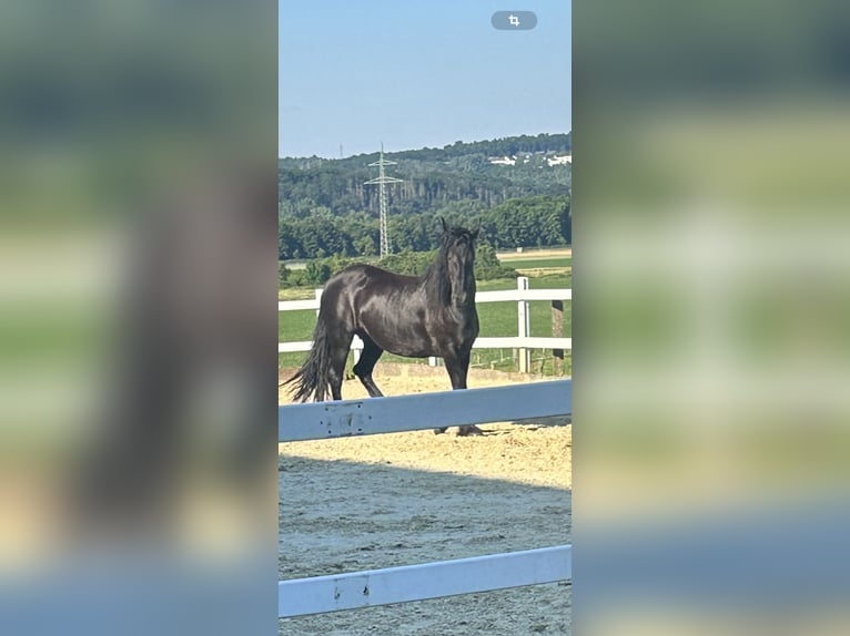 Friesian horses Mare 10 years 15,1 hh Black in Unna