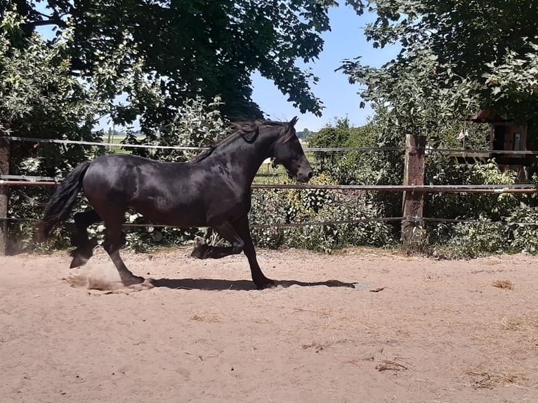 Friesian horses Mare 10 years 15,2 hh Black in Tzummarum