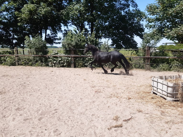 Friesian horses Mare 10 years 15,2 hh Black in Tzummarum