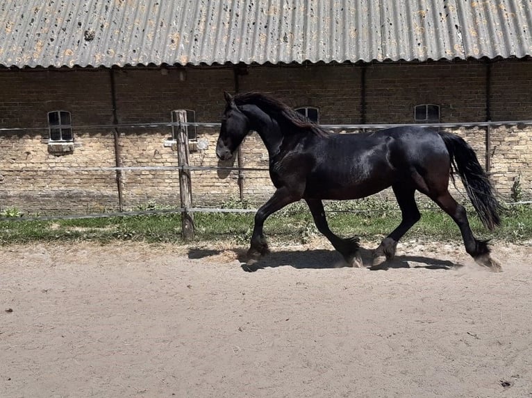 Friesian horses Mare 10 years 15,2 hh Black in Tzummarum