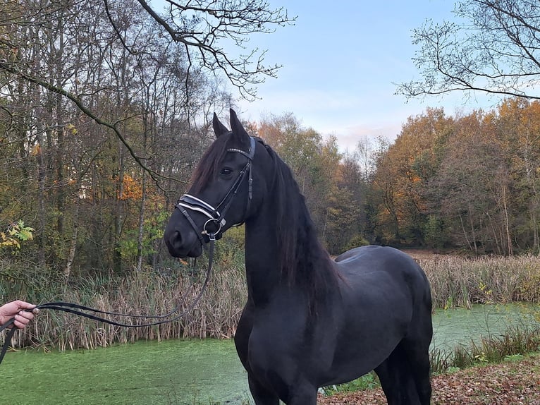 Friesian horses Mare 10 years 16.1 hh Black in Dalen
