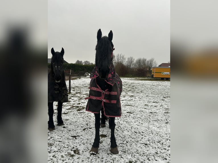 Friesian horses Mix Mare 10 years 16.1 hh Black in Gaanderen