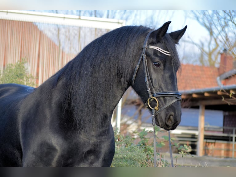 Friesian horses Mare 10 years 16 hh Black in Sachsenhagen