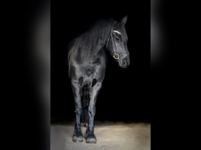 Friesian horses Mare 10 years 16 hh Black in Sachsenhagen