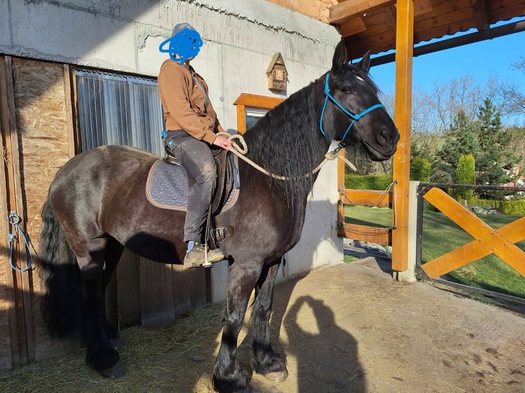Friesian horses Mix Mare 10 years 16 hh Black in Modlisch