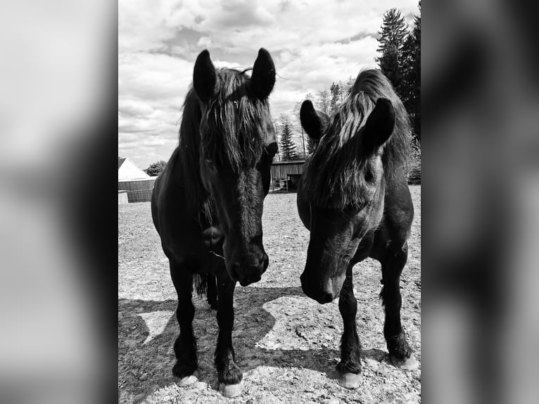 Friesian horses Mare 10 years 16 hh Black in Obertraubling