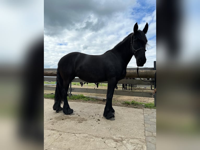 Friesian horses Mare 10 years 16 hh Black in Groß Twülpstedt