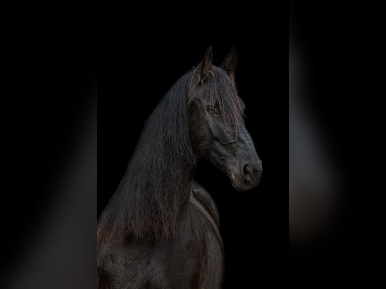 Friesian horses Mare 10 years 16,1 hh Black in Trappenkamp