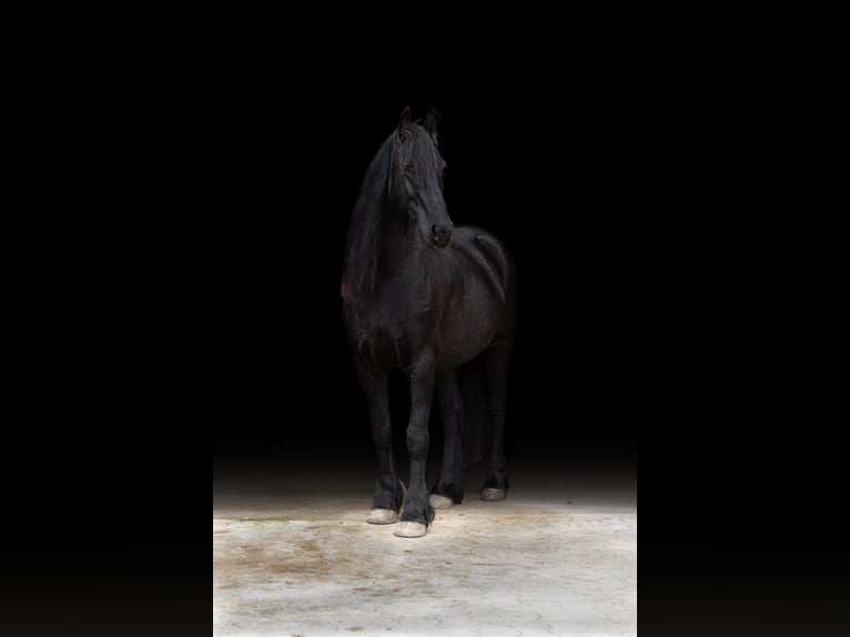 Friesian horses Mare 10 years 16,1 hh Black in Trappenkamp