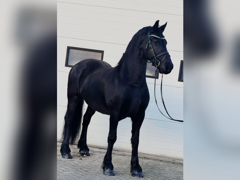 Friesian horses Mare 10 years 16,1 hh Black in Someren