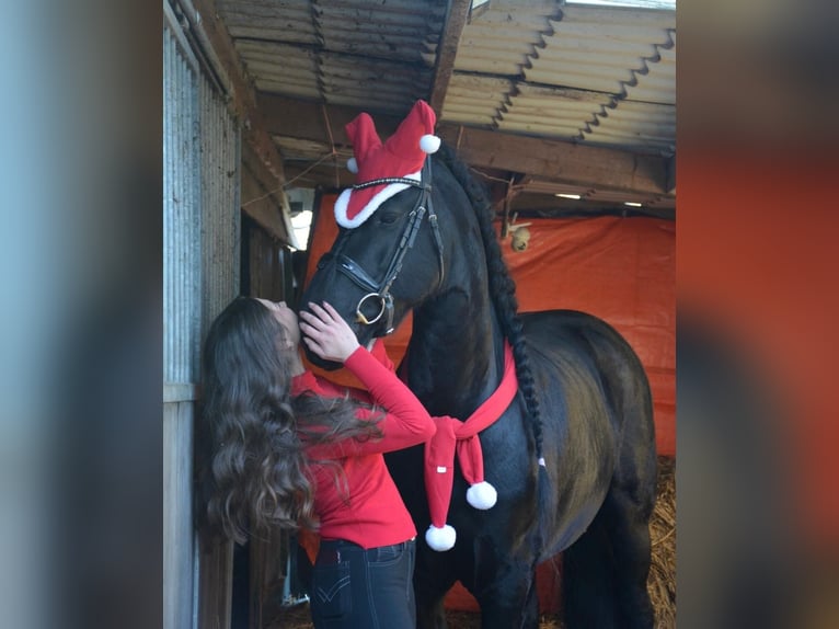 Friesian horses Mix Mare 10 years 16,1 hh Black in Gaanderen