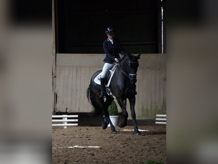 Friesian horses Mare 10 years 16,2 hh Black in Hamburg
