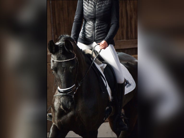 Friesian horses Mare 10 years 16,2 hh Black in Hamburg
