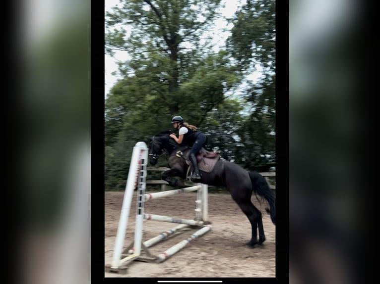 Friesian horses Mare 10 years 16,2 hh Black in Hamburg