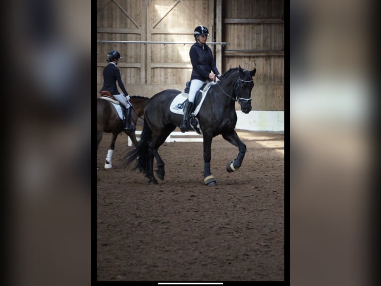 Friesian horses Mare 10 years 16,2 hh Black in Hamburg