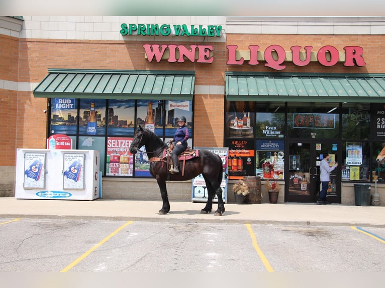 Friesian horses Mare 10 years 17 hh Black in Highland MI