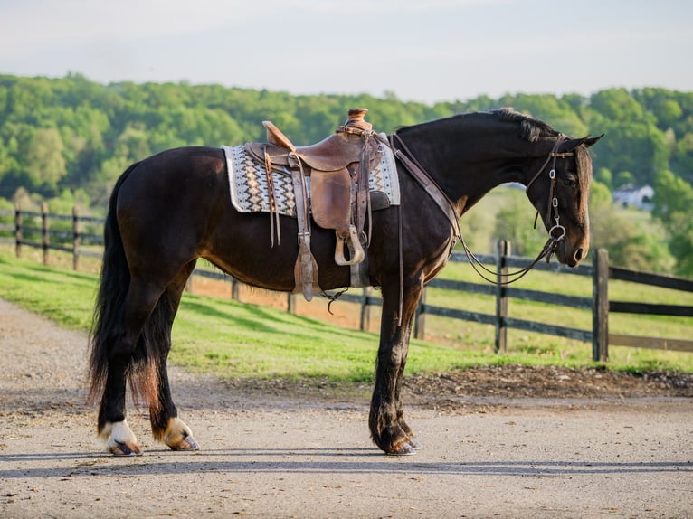 Friesian horses Mix Mare 10 years Black in Honey Brook
