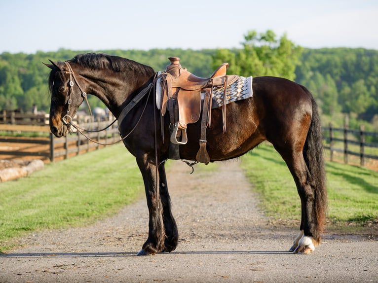 Friesian horses Mix Mare 10 years Black in Honey Brook