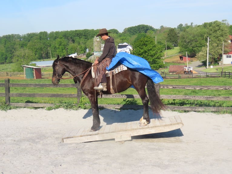 Friesian horses Mix Mare 10 years Black in Honey Brook