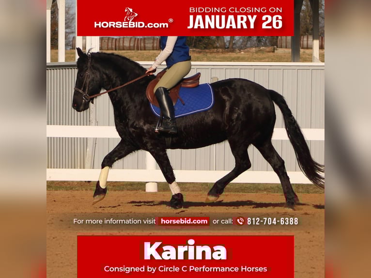 Friesian horses Mare 11 years 14.2 hh Black in Borden