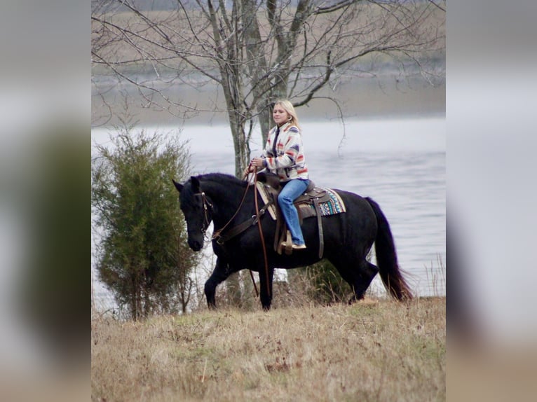Friesian horses Mare 11 years 14.2 hh Black in Borden