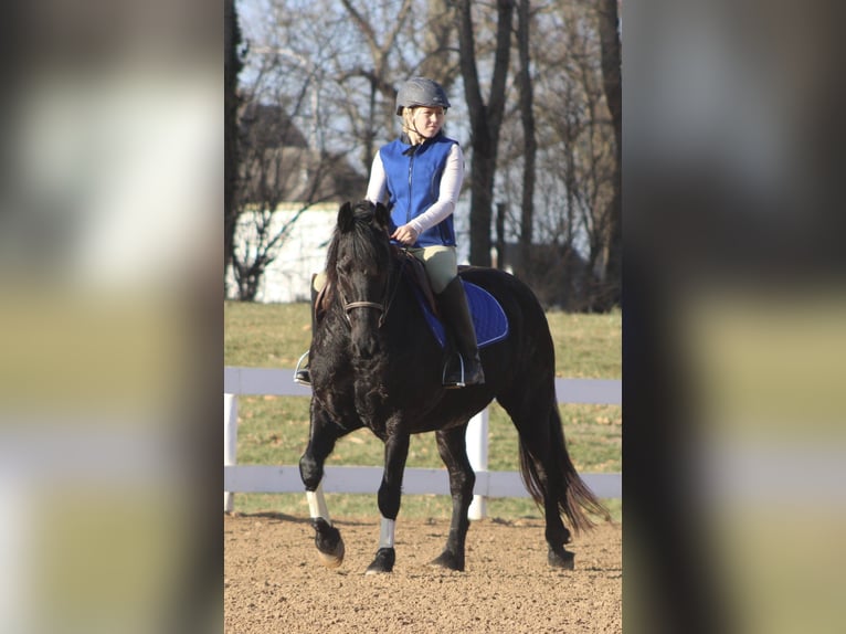 Friesian horses Mare 11 years 14.2 hh Black in Borden