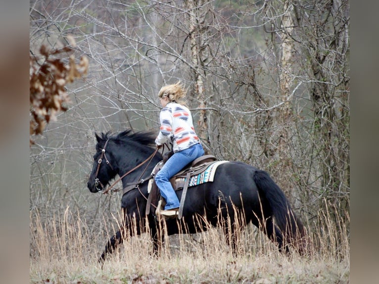 Friesian horses Mare 11 years 14.2 hh Black in Borden