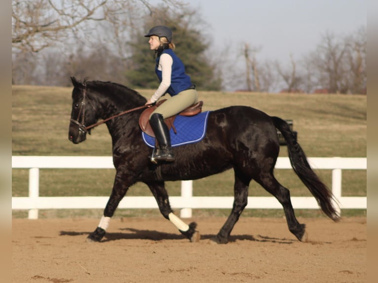 Friesian horses Mare 11 years 14.2 hh Black in Borden