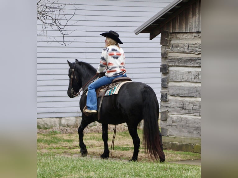 Friesian horses Mare 11 years 14,2 hh Black in Borden