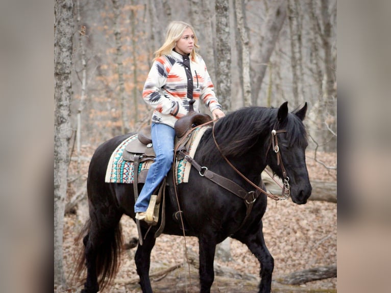 Friesian horses Mare 11 years 14,2 hh Black in Borden