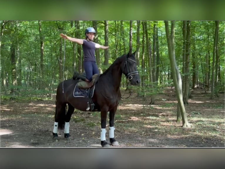 Friesian horses Mare 11 years 15,1 hh Black in Braunschweig