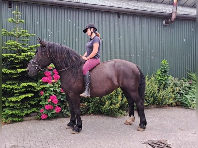 Friesian horses Mix Mare 11 years 15.2 hh Smoky-Black in Süderlügum
