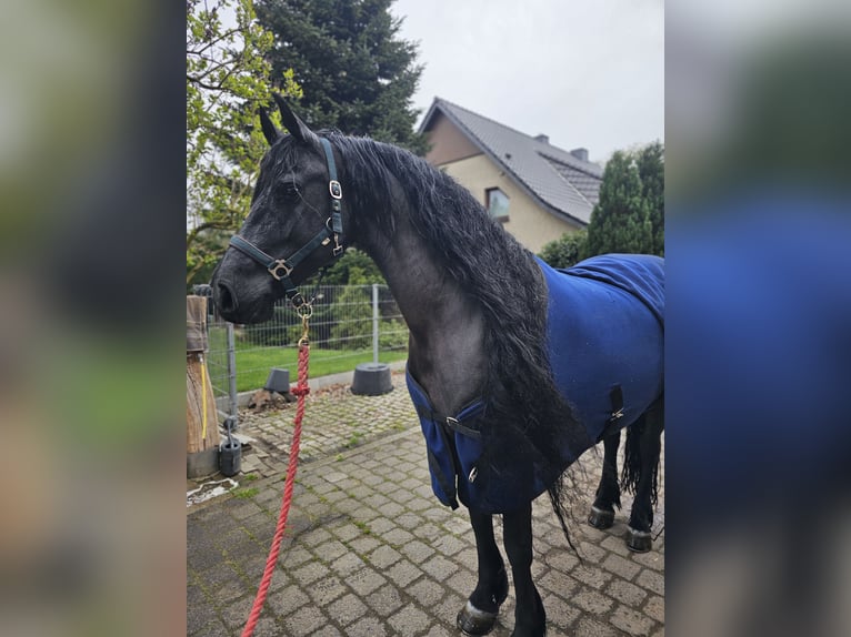Friesian horses Mare 11 years 15.3 hh Black in Wittenburg