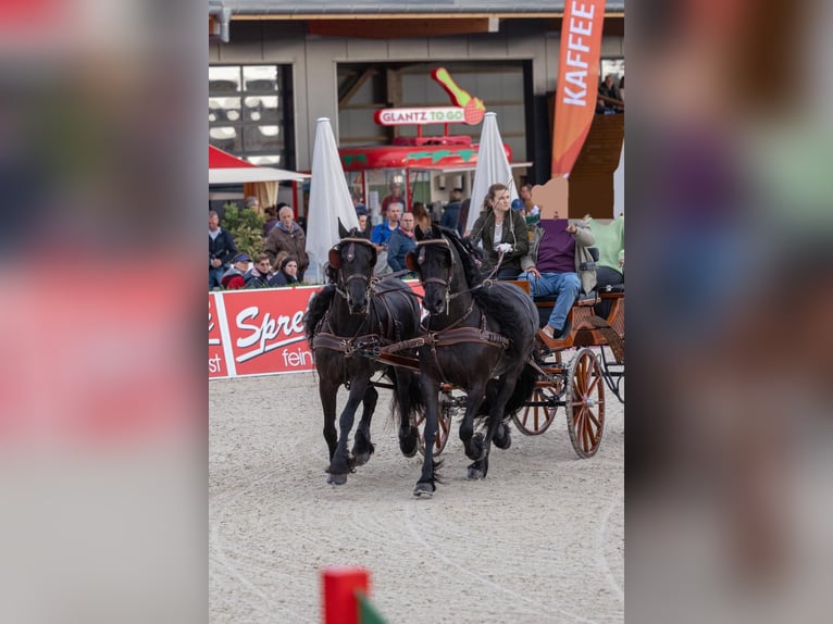Friesian horses Mare 11 years 15.3 hh Black in Wittenburg