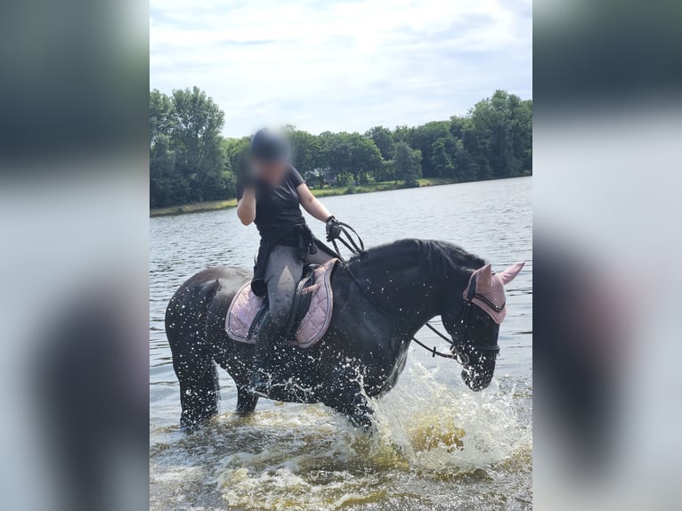 Friesian horses Mix Mare 11 years 15 hh Black in Hude (Oldenburg)