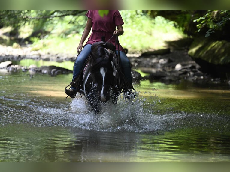 Friesian horses Mare 11 years 15 hh Tobiano-all-colors in Millersburg OH