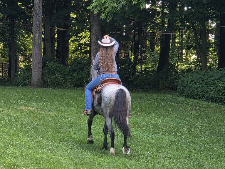 Friesian horses Mix Mare 11 years 15,3 hh Roan-Blue in Saint Joe