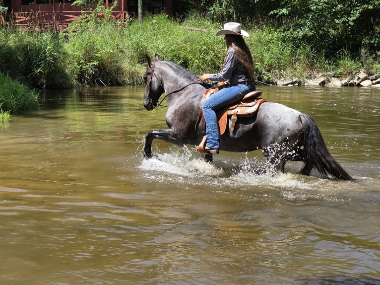 Friesian horses Mix Mare 11 years 15,3 hh Roan-Blue in Saint Joe